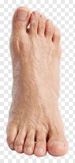 A realistic human foot with visible veins and natural skin texture.
