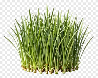 A clump of vibrant green kash grass with visible roots.