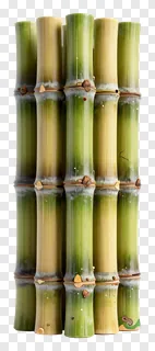 Seven green bamboo stalks standing upright in a cluster.