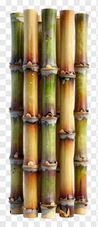 Seven sugarcane stalks standing vertically in a row.