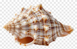 A spiky brown and white shankh conch shell.