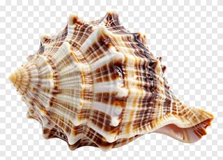 A spiky shankh conch shell with brown and white patterns.