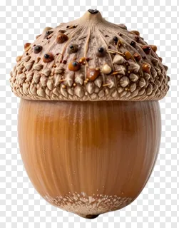 A detailed acorn with a textured cap and glossy body.