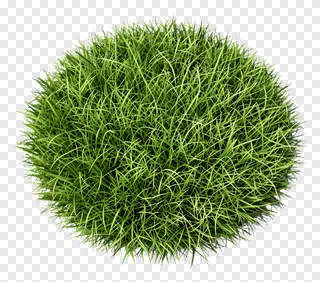 A top-down view of a lush green grass clump.