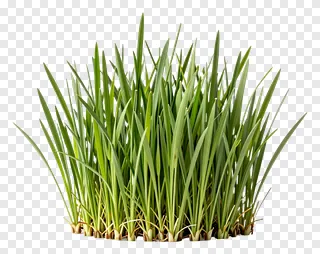 A clump of green grass with visible roots.