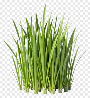 A clump of vibrant green grass with visible bases.