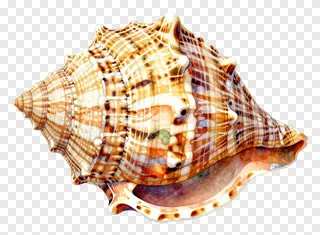 A watercolor painted shankh conch shell with brown and white patterns.