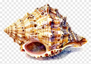 A watercolor painting of a shankh conch shell.