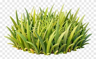 A clump of vibrant green kash grass.