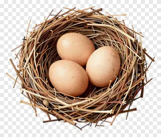 Three eggs in a woven twig nest.