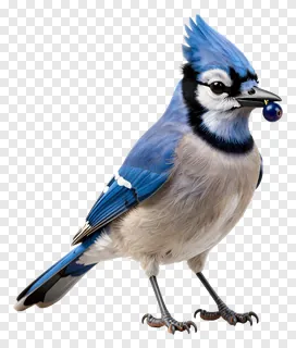 Blue jay with crest holding a blueberry.
