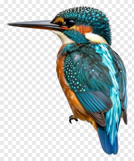 A blue kingfisher bird perched, facing left.