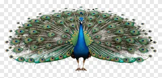 A blue peacock with its tail feathers spread wide.