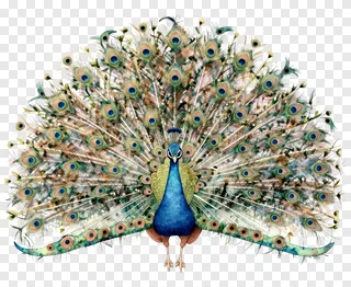 A watercolor peacock with a fanned tail.