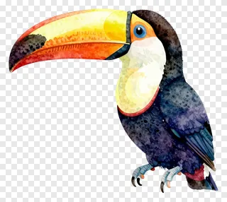 A toucan with a colorful beak.