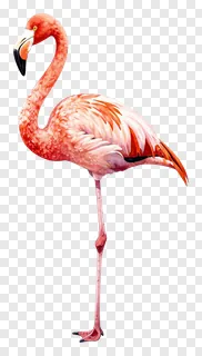A pink flamingo standing on one leg.