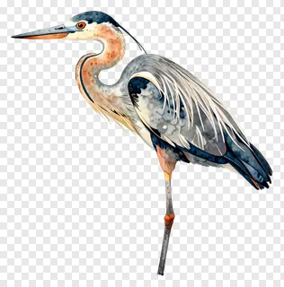 A grey heron standing on one leg in shallow water.