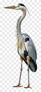 Grey heron standing with long legs and curved neck.