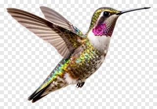 A hovering hummingbird with colorful feathers.