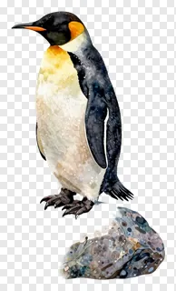 King penguin perched on a rock.