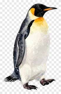 A king penguin standing upright in snow.