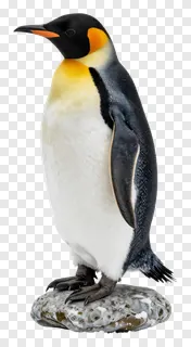 King penguin standing on a rock.