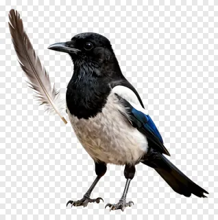 A magpie holding a feather in its beak.