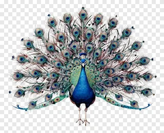 A peacock with its tail feathers spread wide.