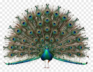 A male peacock with fanned-out iridescent blue and green tail feathers.
