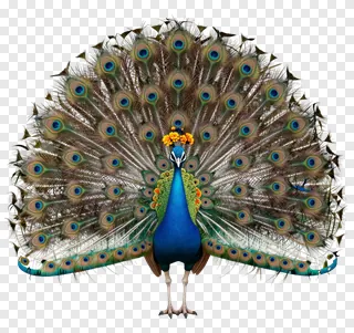 A peacock with a marigold crown displaying its tail feathers.
