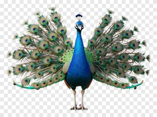 A peacock with its tail feathers spread wide.