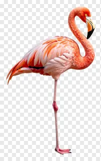 A pink flamingo preening its feathers.