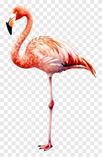 A pink flamingo standing on one leg.