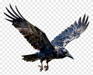 A raven flying with wings outstretched.