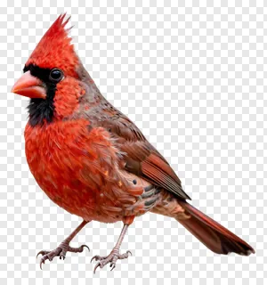A red cardinal bird perched on a surface.