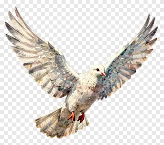 A dove with wings spread wide in a watercolor style.