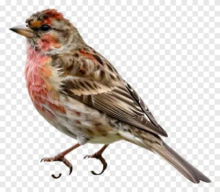 Small bird with red accents perching on a branch.
