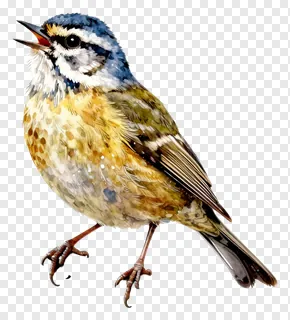 Small colorful warbler bird singing on a branch.