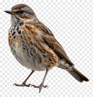 A small spotted bird standing on a ledge.