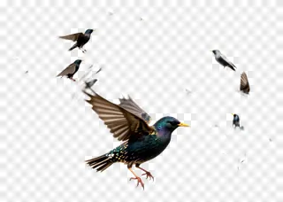 A flock of starlings swirling in flight.