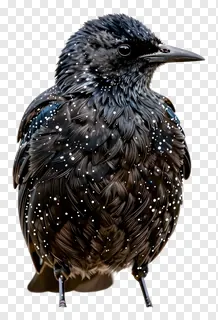 A starling bird with sparkling white dots on its feathers.