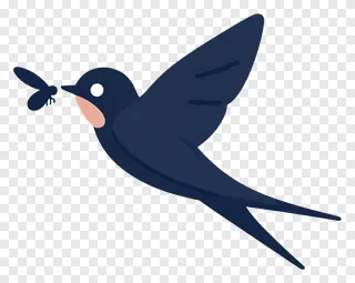 Silhouette of a swallow catching an insect while flying.