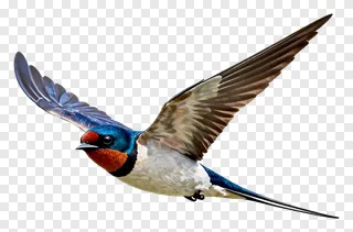 A swallow flying with outstretched wings.