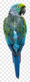 A colorful parrot perched, facing right.