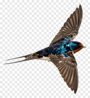 A swallow flying with wings spread and tail forked.