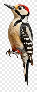 Woodpecker perching on tree trunk, vintage style.
