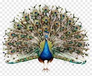 Peacock with open tail painted in watercolors.