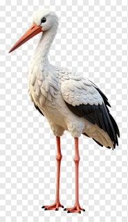 A white stork standing upright.