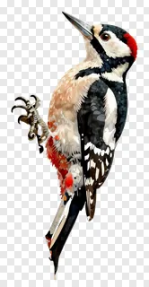 A woodpecker perched on a tree trunk.