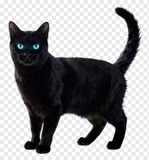 A black cat with glowing cyan eyes standing upright.